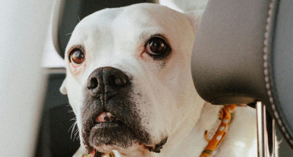 Driving with dogs.