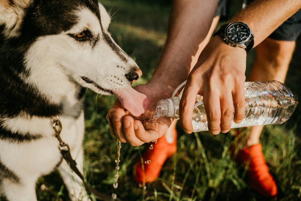 Keep dogs hydrated during travel.